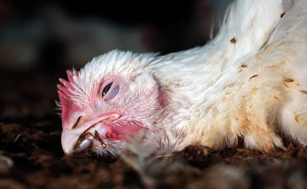 como engordar rapido los pollos